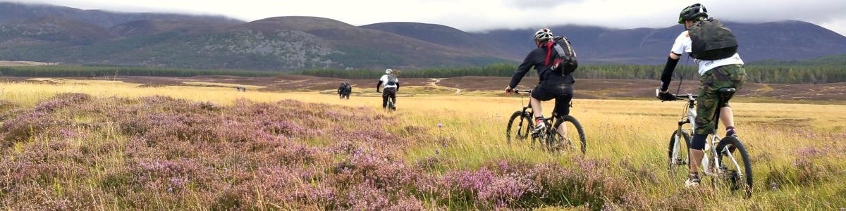 Mountain biking in highland heather
