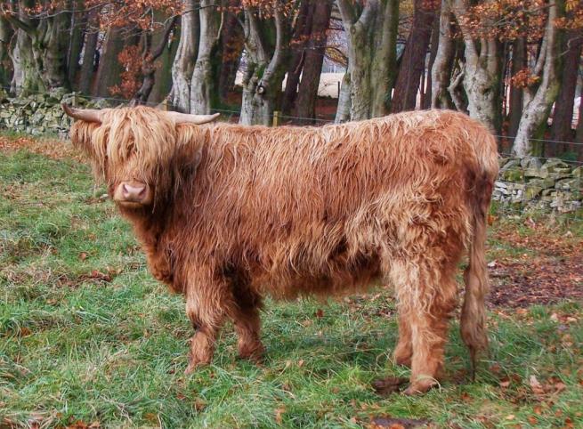 Highland cow grazing