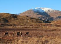 Red Deer Biking Tour