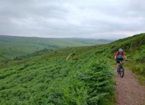 Biking through green ferns