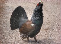 Capercaillie
