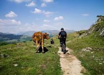 Cattle on biking trail