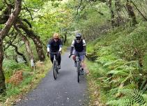 cyclists in leafy forest