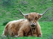 Highland Cow