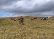 MTB with cows in the field