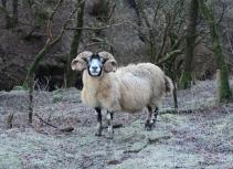 Sheep on Cycle Trail
