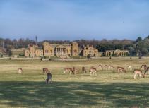 Spotted deer at Holkham Hall Norfolk