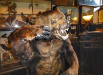 Taxidermy bear at Drovers Inn