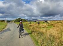 biking in countryside with horses