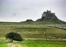 Castle landscape sheep