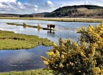 Cattle by water with yellow flowers