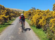 Cycling through yellow flowers