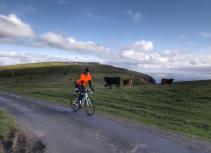 Cyclist with cows