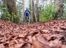 Mountain biking forest trail leaves