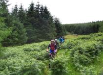 Mountain biking forest trail