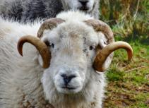 Ram close up