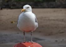 Seagull on red buoy