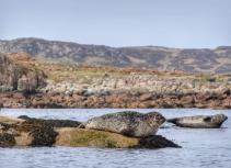 Seals on a rock